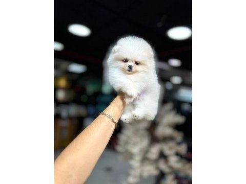 Pomeranian boo yavrumuz