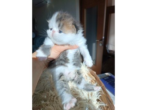 Shorthair iran persian