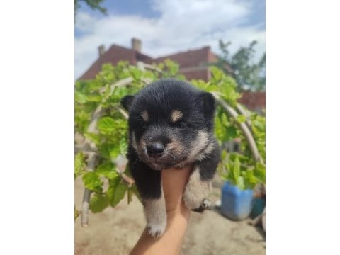Minyatür akita shiba inu