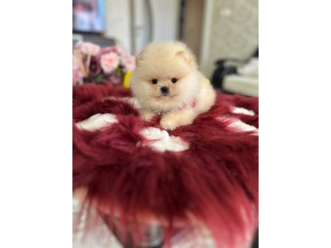 Mini boy ayıcık pomeranian boo