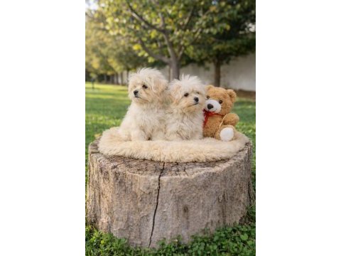 İnanilmaz uygun fiyatlara maltipoo yavrular