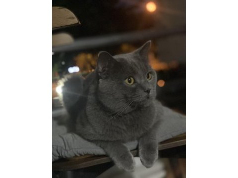 British shorthair kedimiz