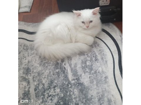 Chinchilla safkan