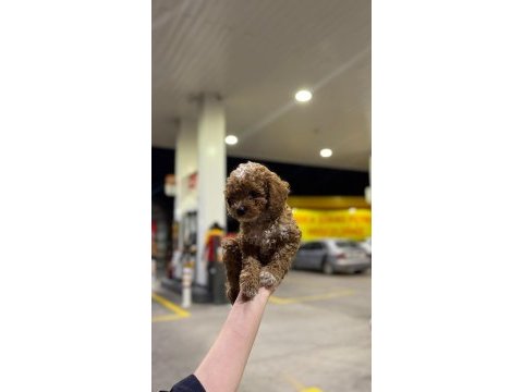 Premium güzellik toy poodle