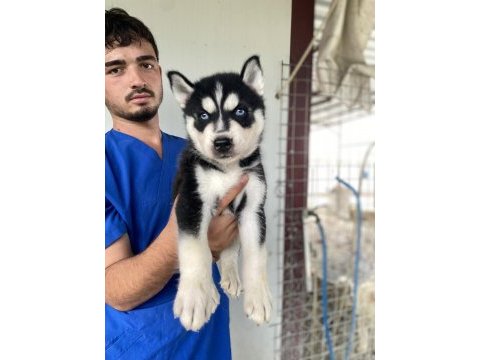 Üst kalite husky yavrular