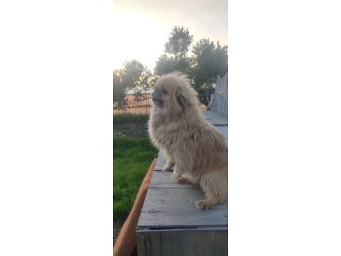 3 yaşında dişi pekingese yeni yuvasını arıyor