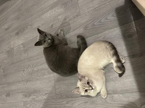 6 aylık akıllı uysal beyaz british shorthair kardeşler