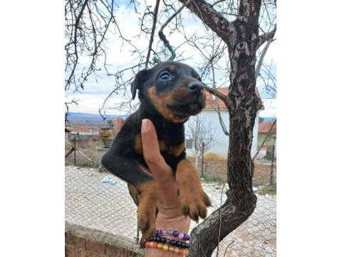 King doberman estetikli ve estetiksiz