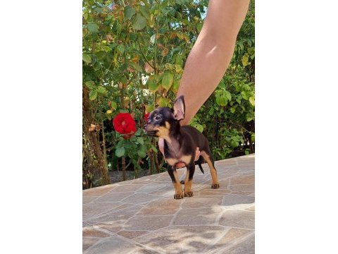 Mini boy chihuahua