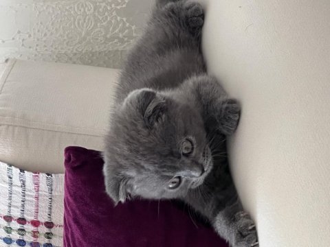 Yavru scottish fold 1 aylık