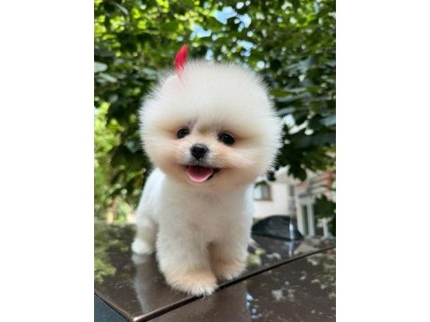 Orjınal kalıte pomeranian yavrum