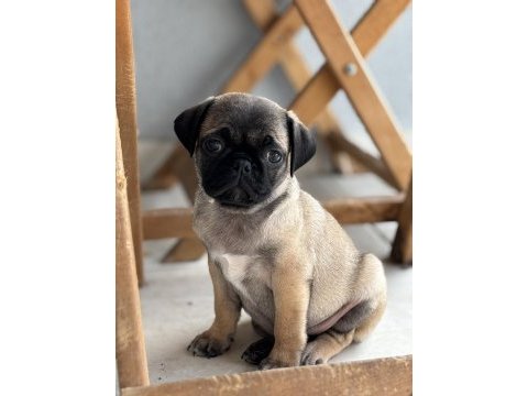 Pug bebekler