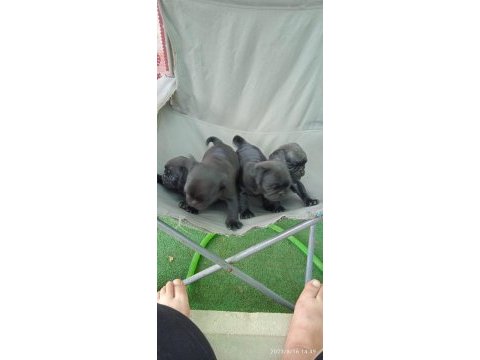 Pug mops yavrular