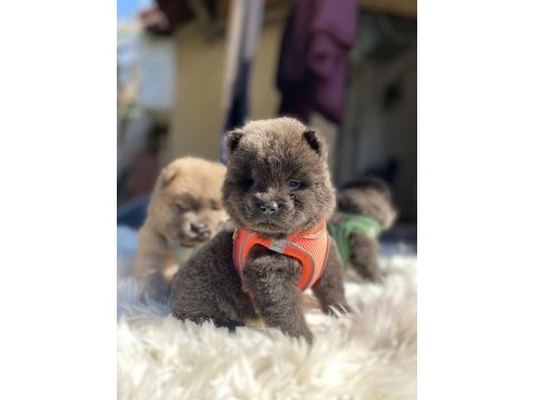 Yüksek kalite chow chow yavruları