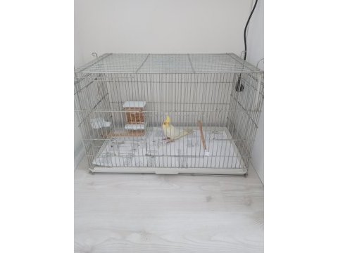 3 aylık sultan papağanımız