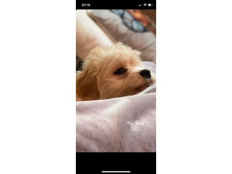 Kendi köpeğimi sahiplendiriyorum maltipoo
