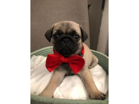 İki dişi ve bir erkek üst kalite pug mops bebekler