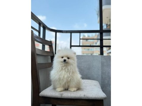 Pomeranian boo erkek cinsiyeti