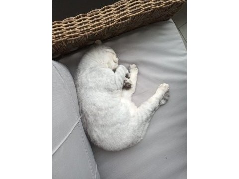 Scottish fold iyi bir yuva arıyoruz tamamen ücretsiz
