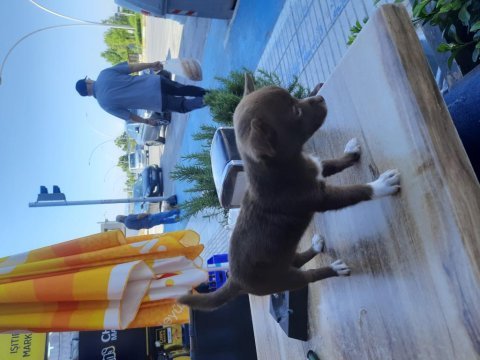 Orijinal ırk şivava o numara (şiva)