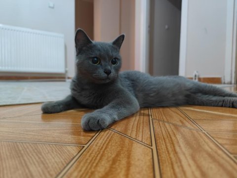 British shorthair 2 yaşında dişi
