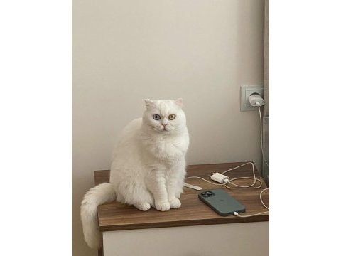 Ücretsiz scottish fold eyes 3,5 yaş