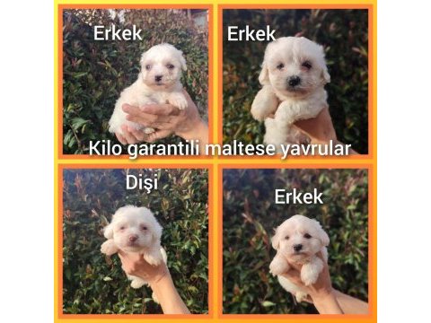Maltese terrier yavrularımız