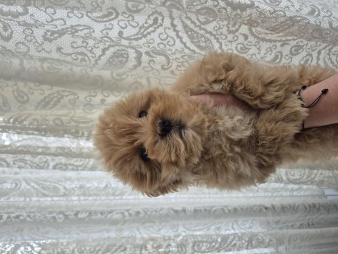 Maltipoo yavrum 55 günlük