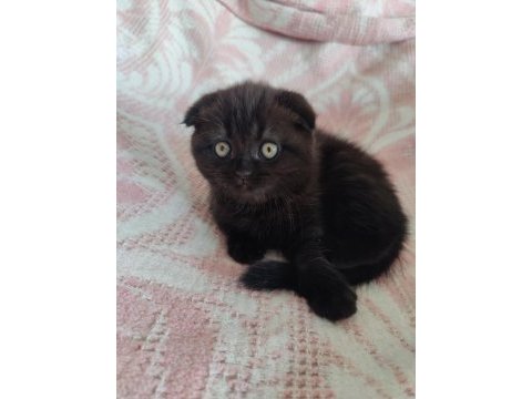 Scottish fold kara kızımız