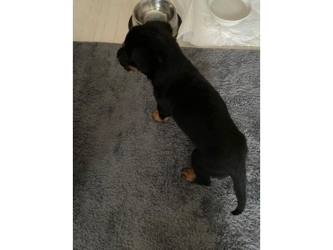 Safkan uyguna doberman köpeği