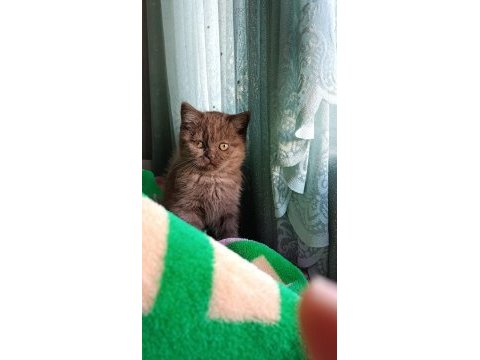 Siyah ve kahverengi british shorthair