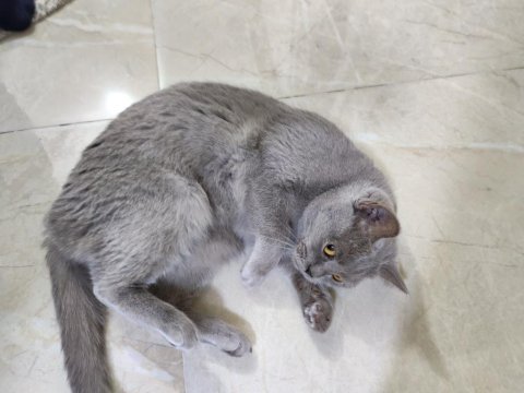Sağlık sorunlarından dolayı kedimiz sahiplendiriliyor