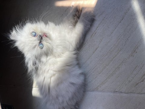 Yakışıklı iran kedisi