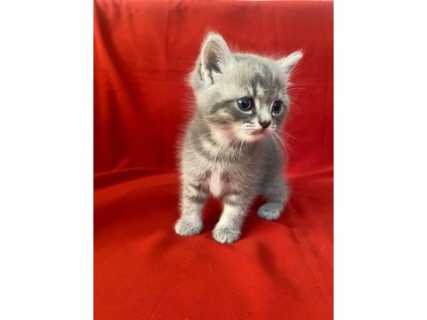 6 adet bi color silver shaded ve silver point kedimiz