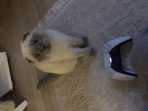 Scottish fold blue point
