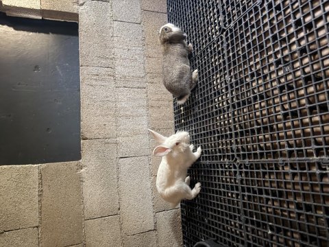 Çok acil iki adet tavşan
