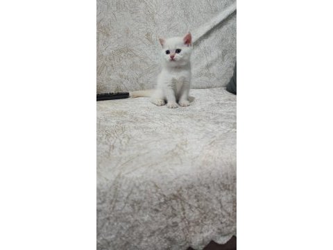 Kaliteli british shorthair