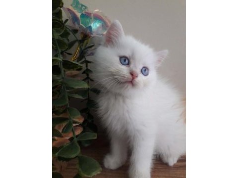 British shorthair golden point erkek