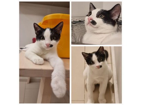 Sımsıcak yüreği olan bir dişi smokin kedi