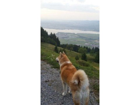 2,5 yaşında erkek japon akita