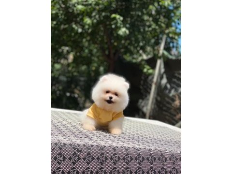 Dişi ve erkek mevcuttur hepsi de safkan pomeranian