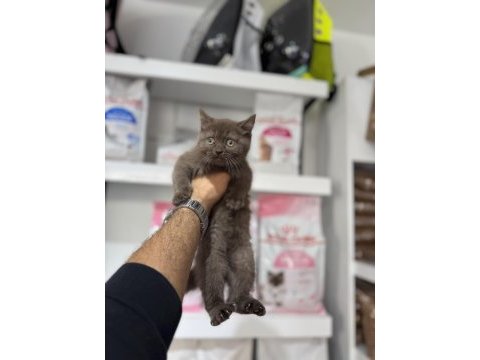 Cinnamon british shorthair bebekler