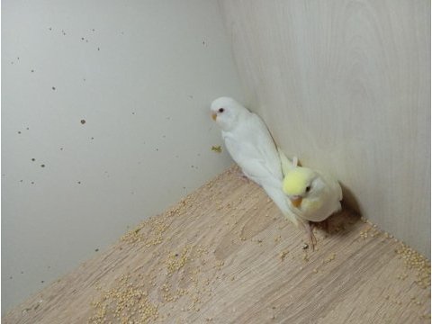 Yeni yeme düşmüş kırmızı göz bebek yavru muhabbet