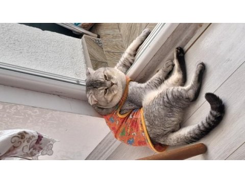 Scottish fold oğlumuza yeni yuva aranıyor