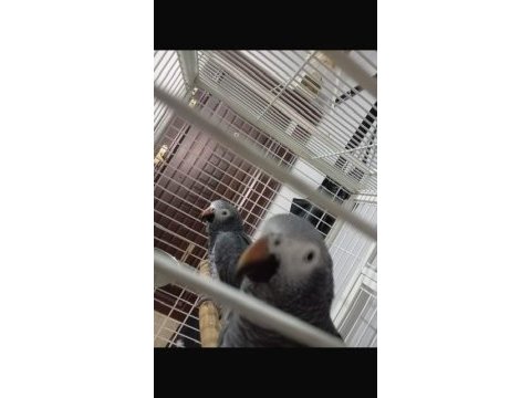 2 adet 4 yaşında jako papağanı acil satılık