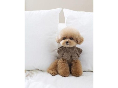 Havalı poodle patilerimiz