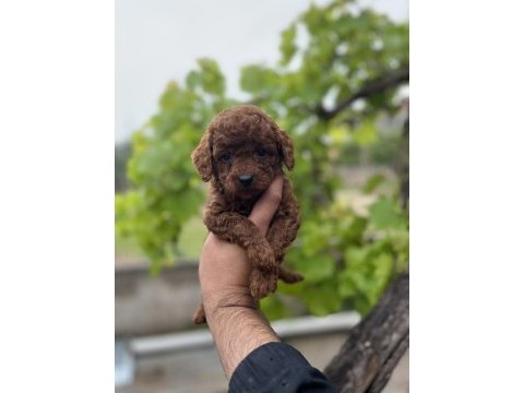 Toy poodle yavrular