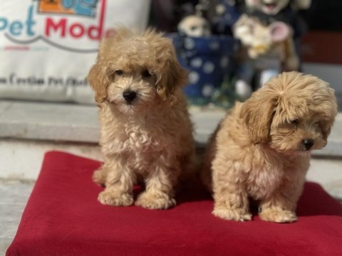 Ankarada yasal çiftlikde ziyarete açık maltipoo