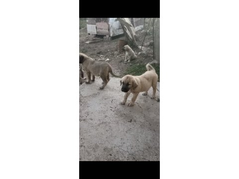 Kaliteli yavru köpekler