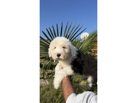 Nadir ırk - bobtail - old english sheep dog